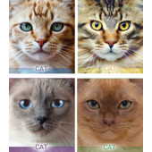 Тетрадь 48л. (клетка) "Котячьи портреты" (ТА5.4811.2677к)